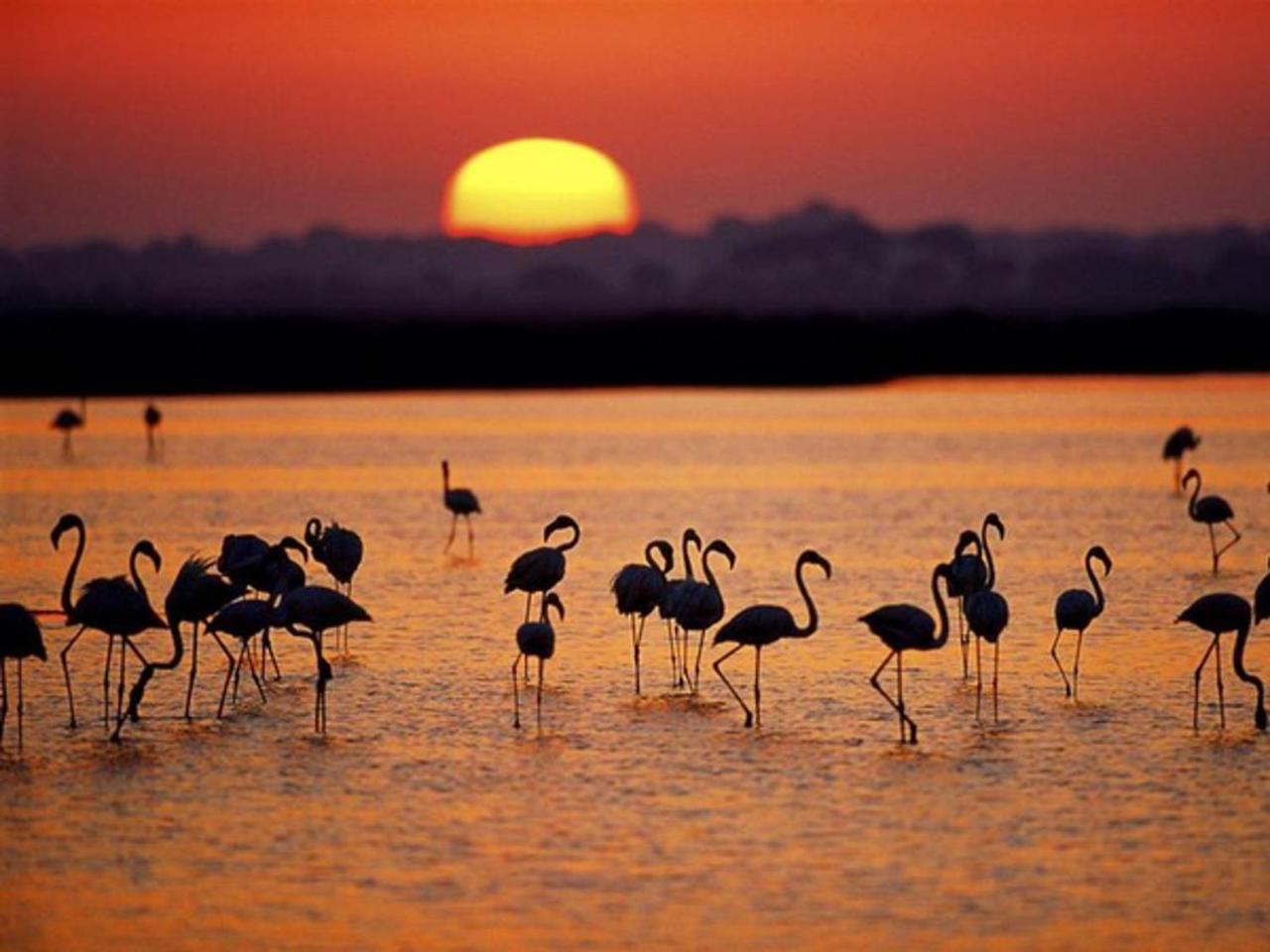 Alojamiento Rural Flamingo El Rocio Luaran gambar